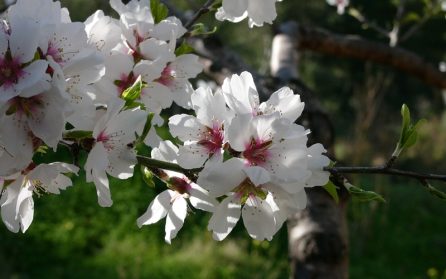 Ardales image