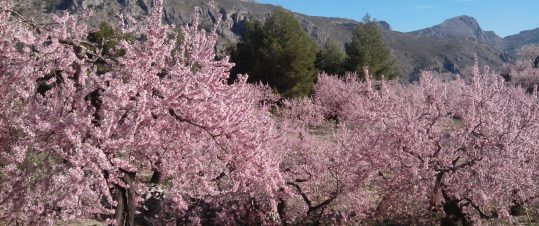 Mandelblomsvandring i Andalusien hero image