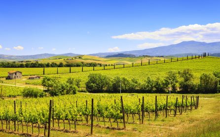 Vingårdsbesök, Castel Gandolfo & Nemi image
