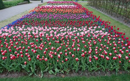 Keukenhof. Delft & Haag image