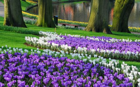 Blomsterparken Keukenhof & hemresa image