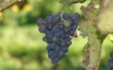 Vingårdsbesök image