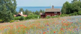 Kulturresa till Dalarna med Anders Hanser & Linnéa Sallay – SvD accent thumbnail