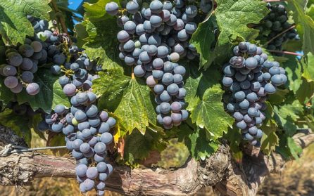Rioja - Vinet & Pilgrimsleden image