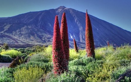 La rosa de Piedra & Teide image