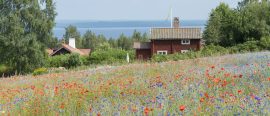 Sverige thumbnail