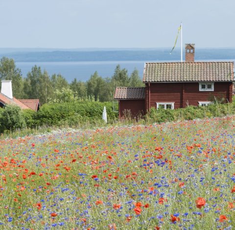 Sverige hero background image