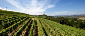 Piemonte vinresa med Wine Affair thumbnail