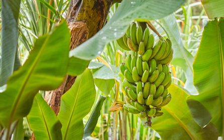 Bananer & Madeiravin image