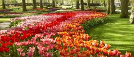 Blomsterparaden i Holland 2026 thumbnail